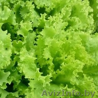 Семена салата KS 129 фирмы Китано - Изображение #1, Объявление #1296168