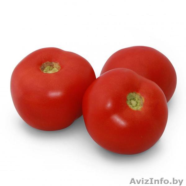 Семена томата KS 898 F1 фирмы Китано - Изображение #1, Объявление #1296170