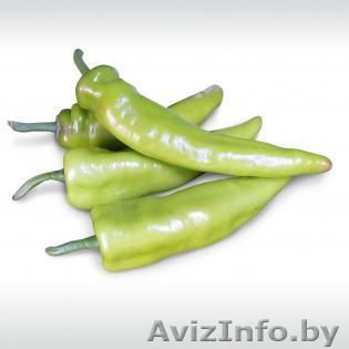 Семена горького перца KAMPAI F1 / КАМПАЙ F1 фирмы Китано - Изображение #1, Объявление #1296176