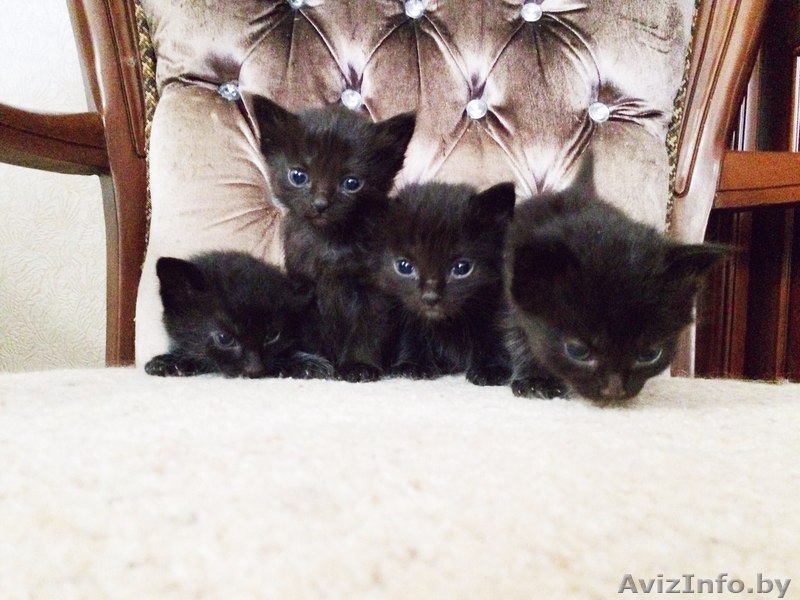 Очаровательные детки! - Изображение #1, Объявление #1293033