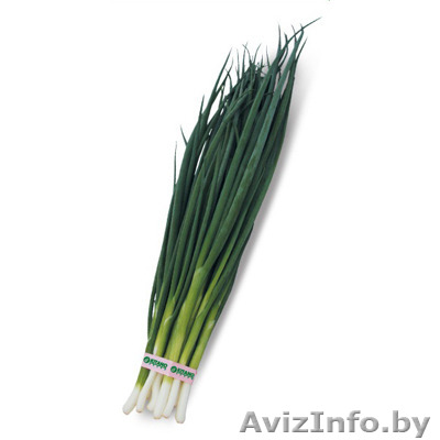 Семена лука на перо VULCAN / ВУЛКАН фирмы Китано - Изображение #1, Объявление #1296180