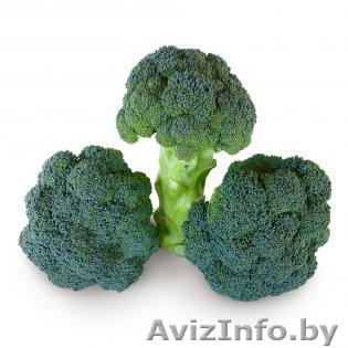 Семена капусты брокколи CAZZY F1 / КЕЗЗИ F1  фирмы КИТАНО - Изображение #1, Объявление #1296805
