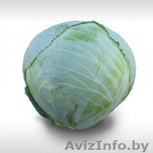 Семена белокочанной капусты HITOMI F1 / ХИТОМИ F1 фирмы Китано - Изображение #1, Объявление #1297677