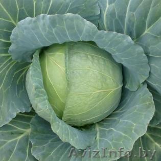 Семена белокочанной капусты HONKA F1 / ХОНКА F1 фирмы Китано - Изображение #1, Объявление #1297232