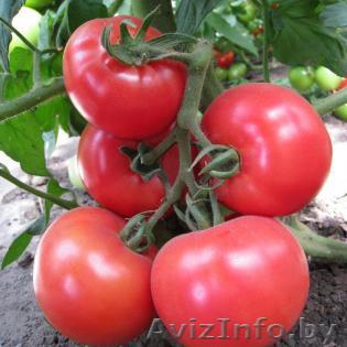 Семена розового томата KS 14 F1 фирмы Китано - Изображение #1, Объявление #1297689