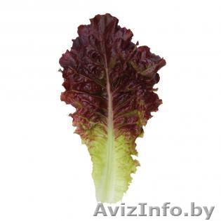 Семена салата KS 160 фирмы Китано - Изображение #1, Объявление #1297683