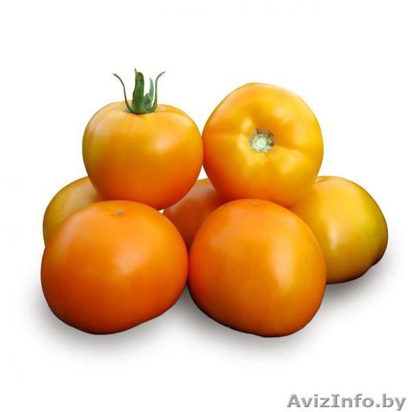 Семена желтого томата KS 17 F1 фирмы Китано - Изображение #1, Объявление #1297681