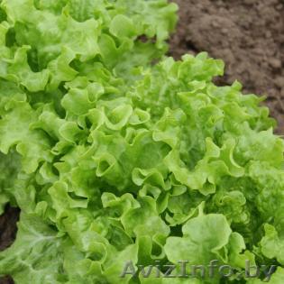 Семена салата KS 190 фирмы Китано - Изображение #1, Объявление #1297695