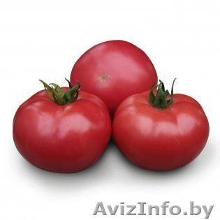 Семена розового томата KS 38 F1 фирмы Китано - Изображение #1, Объявление #1297674