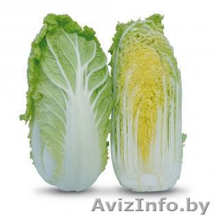 Семена пекинской капусты KS 399 F1 фирмы Китано - Изображение #1, Объявление #1297223