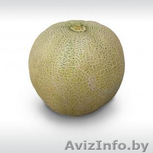 Семена дыни KS 55 F1 фирмы Китано - Изображение #1, Объявление #1297218