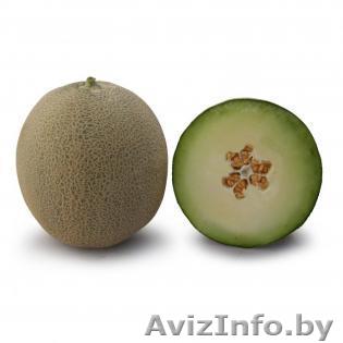 Семена дыни KS 7044 F1 фирмы Китано - Изображение #1, Объявление #1297676