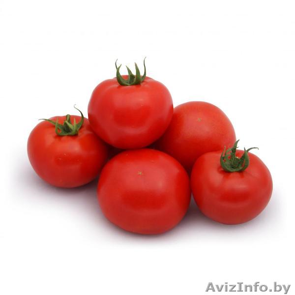Семена томата KS 829 F1 фирмы Китано - Изображение #1, Объявление #1297211