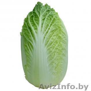 Семена пекинской капусты KS 934 F1 (Китано) - Изображение #1, Объявление #1297675