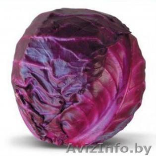 Семена краснокочанной капусты KIOTO F1 / КИОТО F1 фирмы Китано - Изображение #1, Объявление #1297216