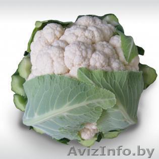 Семена цветной капусты MISORA F1 / МИСОРА F1 фирмы Китано - Изображение #1, Объявление #1297686