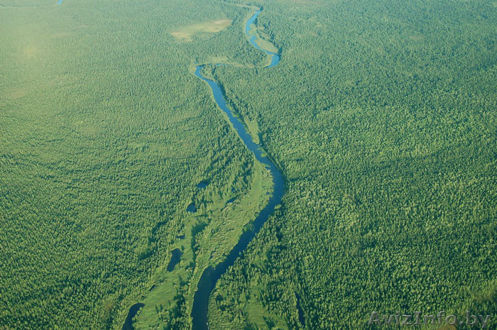 Семена сосны сосна обыкновенная - Изображение #1, Объявление #1315380