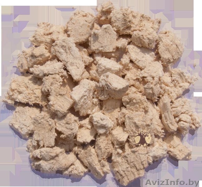 Агарикус Лиственничная губка гриб агарик - Изображение #1, Объявление #1315370