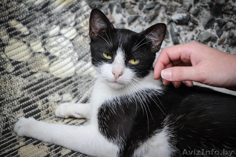 Кошка-ласкуша в дар! - Изображение #1, Объявление #1308855