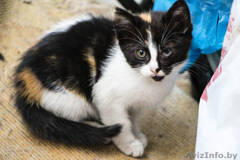  Трёхцветный котёнок в дар!  - Изображение #1, Объявление #1308865