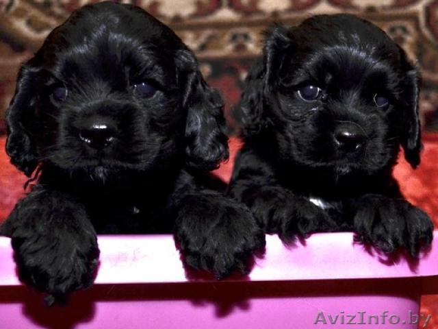 Щенки американского кокер спаниеля, недорого - Изображение #1, Объявление #1322993