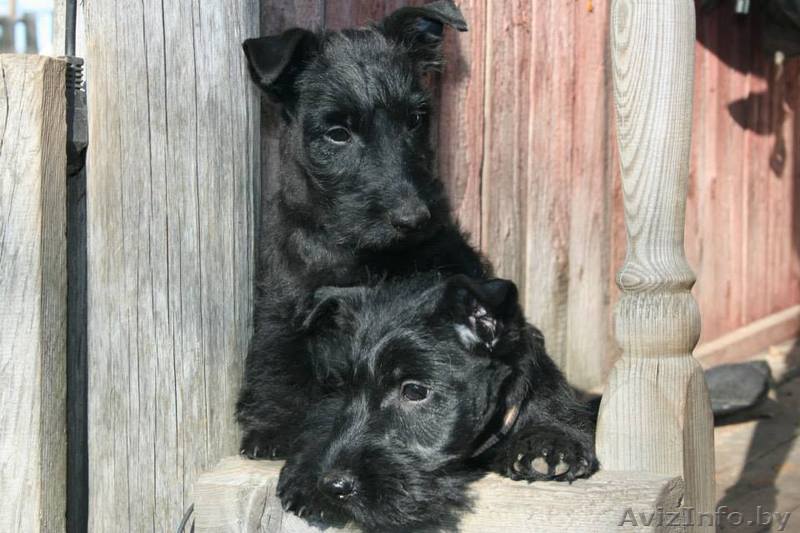 скотч терьера щенок - Изображение #1, Объявление #1327237