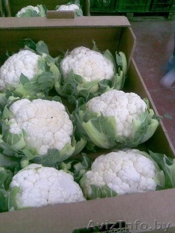 Капуста цветная из Испании - Изображение #1, Объявление #1329784