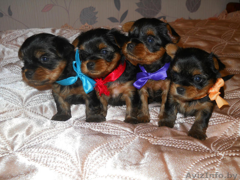 щенки йоркширского - Изображение #1, Объявление #1320930