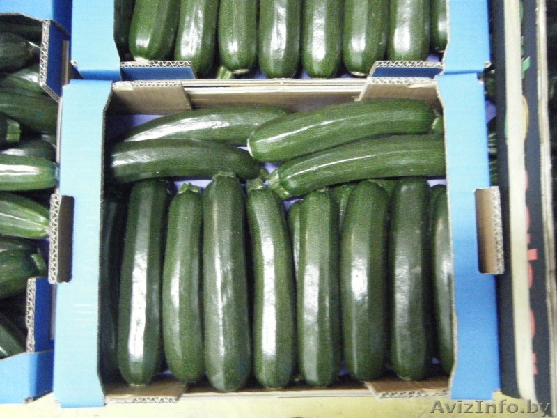 Кабачки цукини. Прямые поставки из Испании - Изображение #1, Объявление #1328867