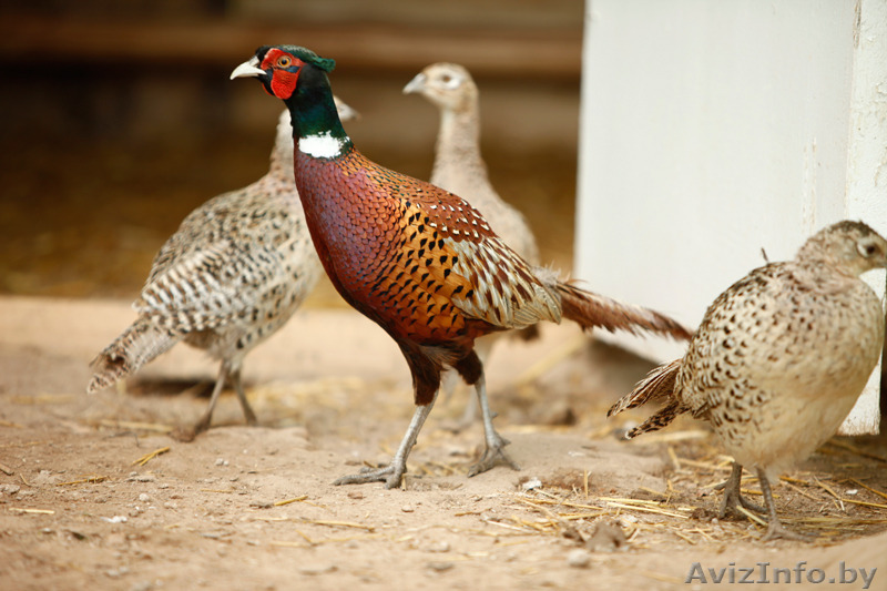 Продам охотничьих фазанов. - Изображение #1, Объявление #1321557