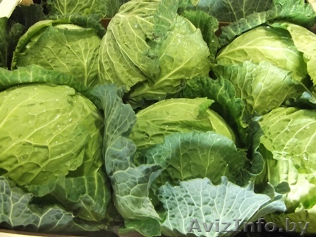 Капуста белокочанная из Испании - Изображение #1, Объявление #1341192