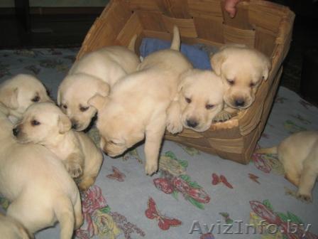 Крепкие чистопородные щенки лабрадора ретривера - Изображение #1, Объявление #1332790
