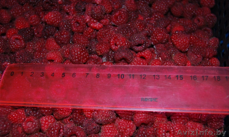  Малина замороженная экстра класса продам - Изображение #1, Объявление #1348712