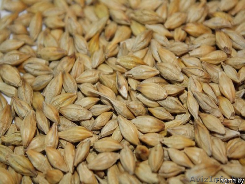 Ячмень фуражный - Изображение #1, Объявление #1365068