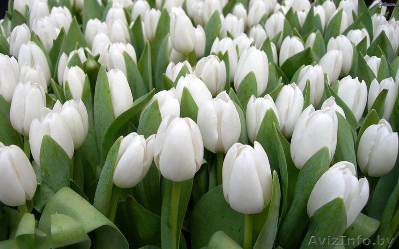 Тюльпаны оптом   бизнес-стратегия продажи в розницу от 3000 шт. в день.  - Изображение #1, Объявление #1371531