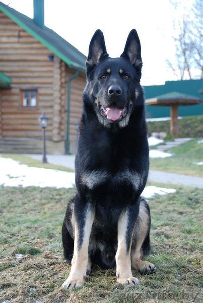 Восточно Европейская Овчарка - Изображение #1, Объявление #1374492