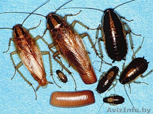 Травля тараканов, мышей, клопов. - Изображение #1, Объявление #1395672