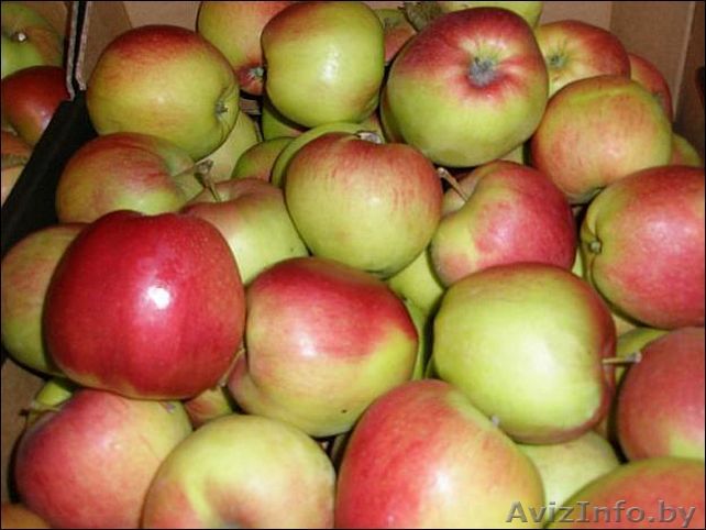 Яблоки оптом - Изображение #1, Объявление #688925