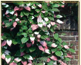 Актинидия коломикта и аргута из питомника. - Изображение #1, Объявление #1380775