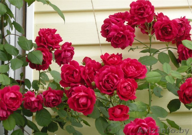 Розы корнесобственные из питомника. - Изображение #1, Объявление #1380777