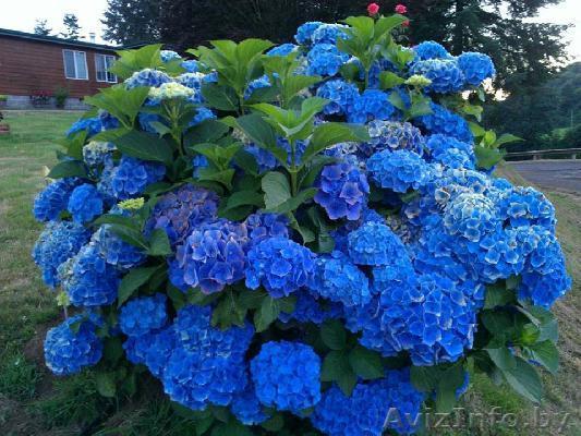 Гортензии коллекционные из питомника. - Изображение #1, Объявление #1380774