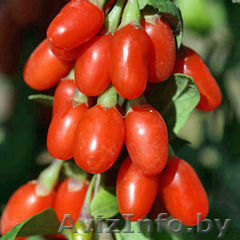 Саженцы годжи (тибетский барбарис). - Изображение #1, Объявление #1380778