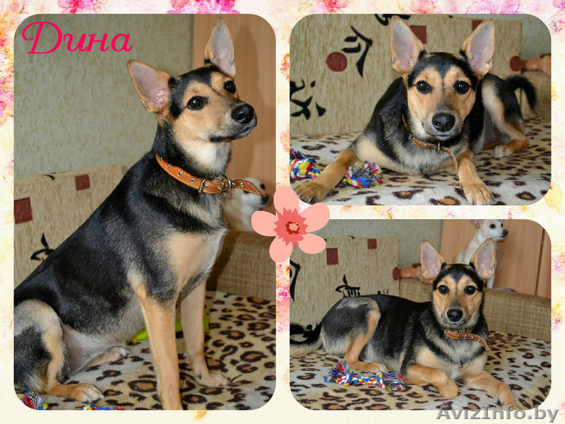 Собака Дина в добрые руки - Изображение #1, Объявление #1396649