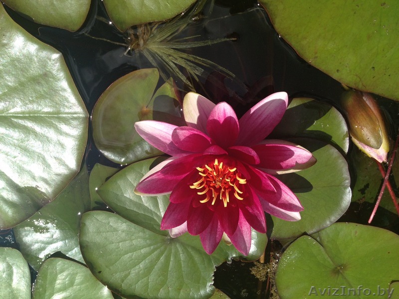 Продам розовые нимфеи (водяные лилии)  - Изображение #1, Объявление #1394004