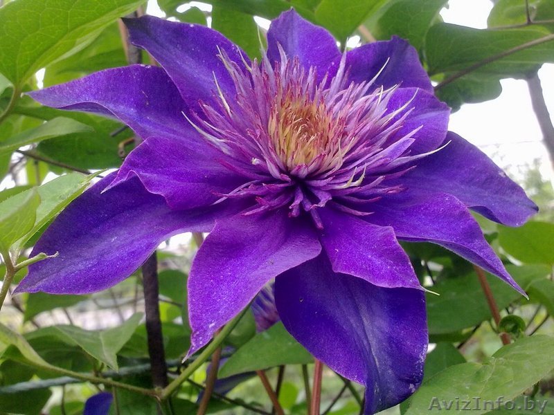 Клематисы разных сортов из питомника. - Изображение #1, Объявление #1380764
