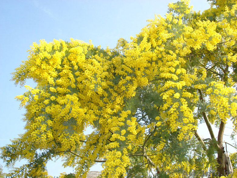 Продам Мимозы оптом по выгодной цене - Изображение #1, Объявление #1379576