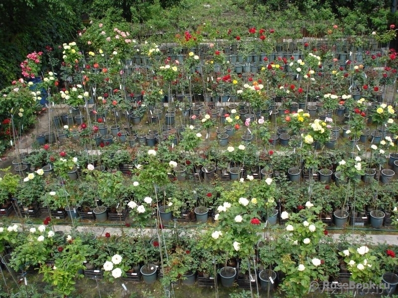 Саженцы декоративных растений из питомника оптом.  - Изображение #1, Объявление #1380761