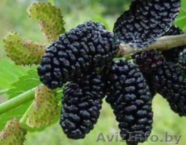 Шелковица черная и белая из питомника. - Изображение #1, Объявление #1380770