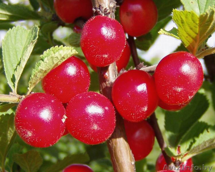 Вишня войлочная. - Изображение #1, Объявление #1380776