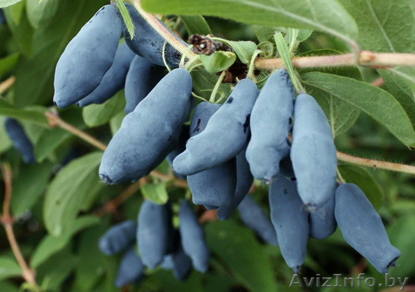 Жимолость съедобная разных сортов. - Изображение #1, Объявление #1380782